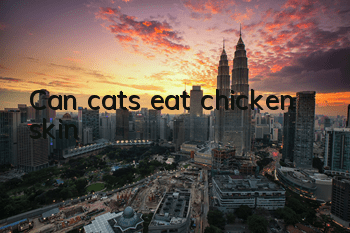Can cats eat chicken skin?