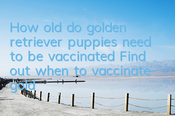How old do golden retriever puppies need to be vaccinated? Find out when to vaccinate golden retriever puppies