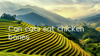 Can cats eat chicken bones?