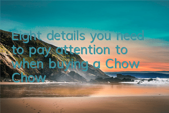 Eight details you need to pay attention to when buying a Chow Chow