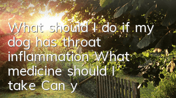 What should I do if my dog ​​has throat inflammation? What medicine should I take? Can you tell if your dog has throat inflammation?