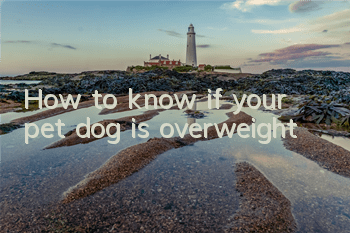 How to know if your pet dog is overweight?