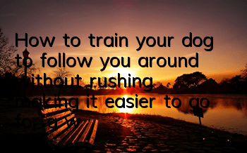 How to train your dog to follow you around without rushing, making it easier to go for a walk