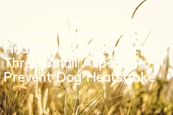How to Prevent Dog Heatstroke in Summer Three Small Aspects to Prevent Dog Heatstroke