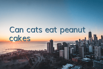Can cats eat peanut cakes?