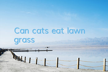 Can cats eat lawn grass?