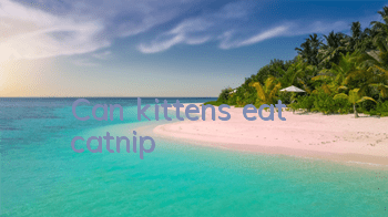 Can kittens eat catnip?