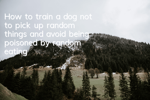 How to train a dog not to pick up random things and avoid being poisoned by random eating