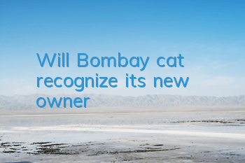 Will Bombay cat recognize its new owner?