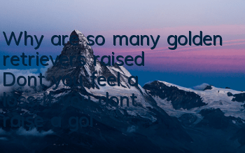 Why are so many golden retrievers raised? Don’t you feel a loss if you don’t raise a golden retriever in your life?