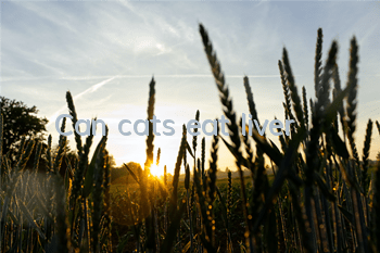 Can cats eat liver?