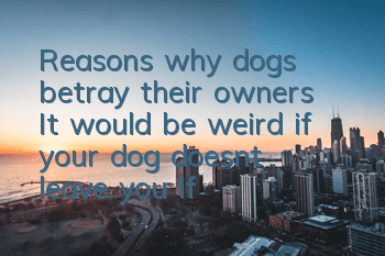 Reasons why dogs betray their owners: It would be weird if your dog doesn’t leave you if you do these things to him!