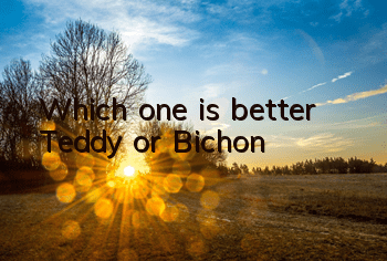 Which one is better, Teddy or Bichon?