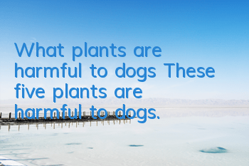 What plants are harmful to dogs? These five plants are harmful to dogs.