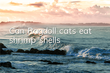 Can Ragdoll cats eat shrimp shells?