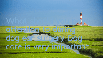 What should you pay attention to during dog ear surgery? Dog care is very important