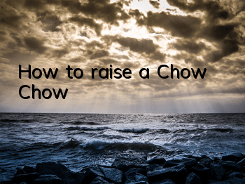How to raise a Chow Chow