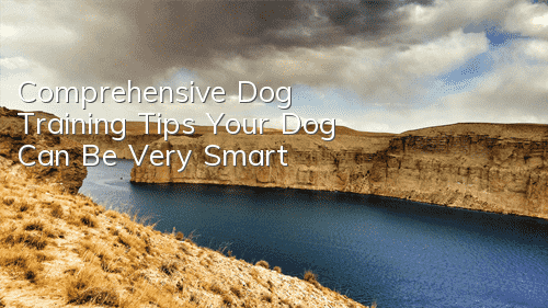 Comprehensive Dog Training Tips Your Dog Can Be Very Smart