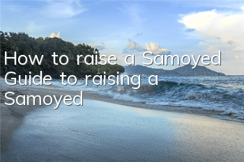 How to raise a Samoyed Guide to raising a Samoyed