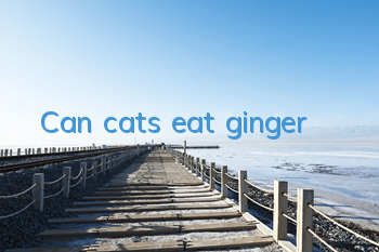 Can cats eat ginger?