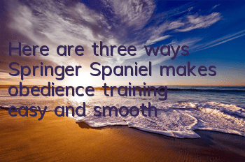 Here are three ways Springer Spaniel makes obedience training easy and smooth