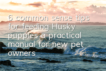 6 common sense tips for feeding Husky puppies, a practical manual for new pet owners