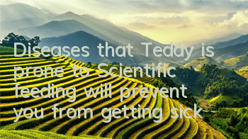 Diseases that Teddy is prone to: Scientific feeding will prevent you from getting sick