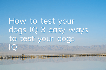 How to test your dog’s IQ 3 easy ways to test your dog’s IQ