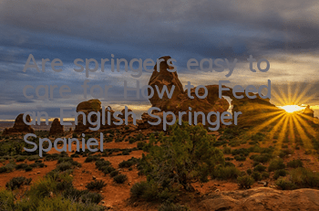 Are springers easy to care for? How to Feed an English Springer Spaniel