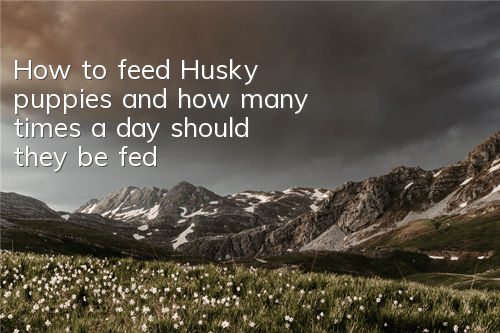 How to feed Husky puppies and how many times a day should they be fed?
