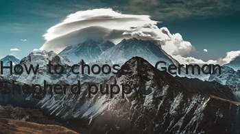 How to choose a German Shepherd puppy