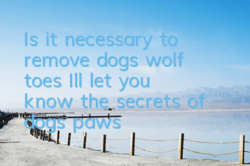 Is it necessary to remove dog’s wolf toes? I’ll let you know the secrets of dog’s paws