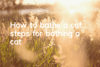How to bathe a cat, steps for bathing a cat