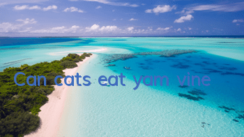 Can cats eat yam vine?