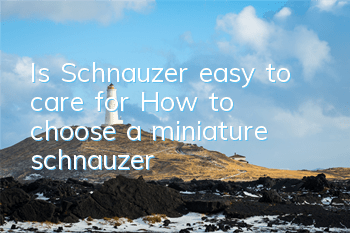 Is Schnauzer easy to care for? How to choose a miniature schnauzer