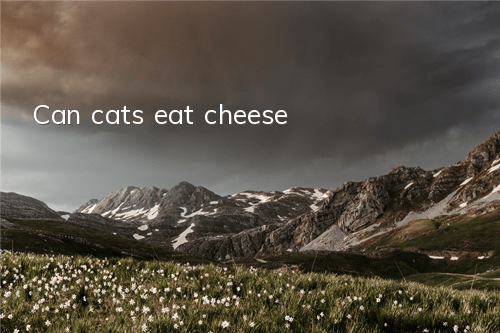 Can cats eat cheese?