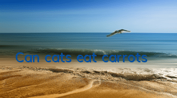 Can cats eat carrots?