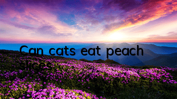 Can cats eat peach slices?