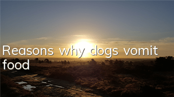 TReasons why dogs vomit food