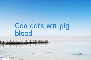 Can cats eat pig blood?