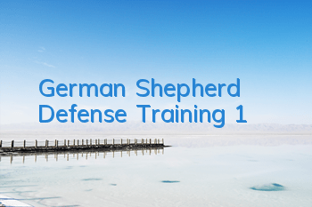 German Shepherd Defense Training (1)