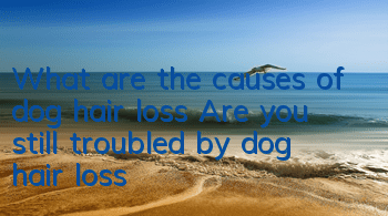 What are the causes of dog hair loss? Are you still troubled by dog ​​hair loss?
