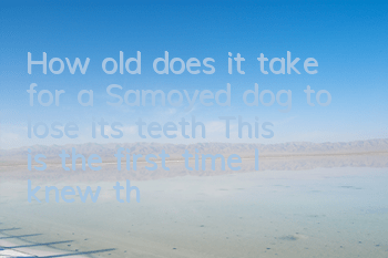 How old does it take for a Samoyed dog to lose its teeth? This is the first time I knew that a Samoyed dog also loses its teeth!