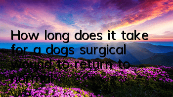 THow long does it take for a dog’s surgical wound to return to normal?