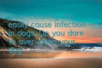 Over-cleaning can easily cause infection in dogs. Do you dare to over-clean your dog?