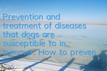 Prevention and treatment of diseases that dogs are susceptible to in summer. How to prevent and treat diseases that are common in dogs in summer more effectively
