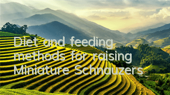 Diet and feeding methods for raising Miniature Schnauzers