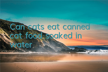 Can cats eat canned cat food soaked in water?