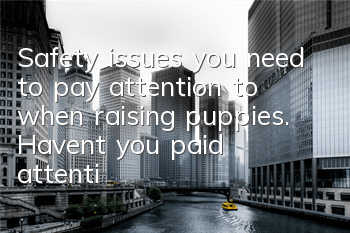 Safety issues you need to pay attention to when raising puppies. Haven’t you paid attention to puppy safety issues?