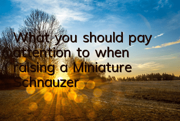 What you should pay attention to when raising a Miniature Schnauzer